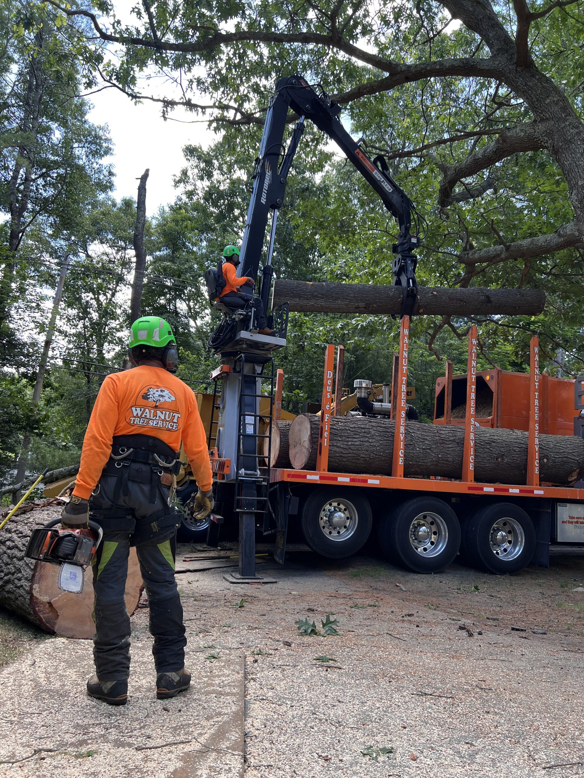 Trees being removed