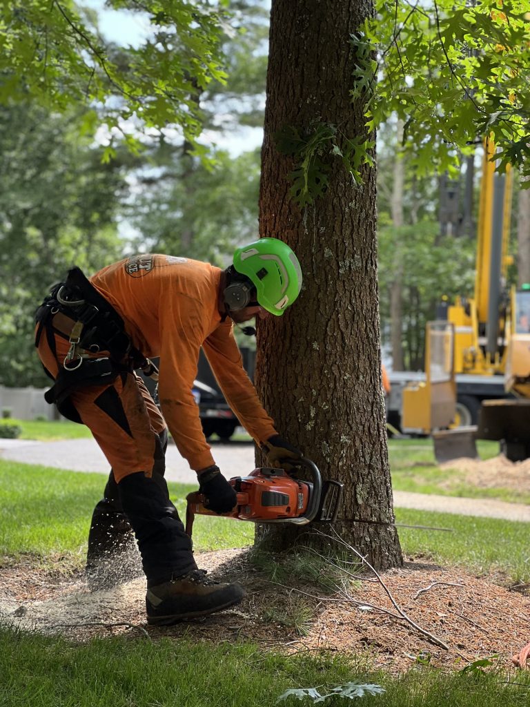 tree being cut