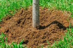 Newly Planted Tree