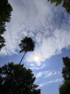 Tall tree