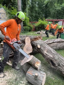 Trees cut down