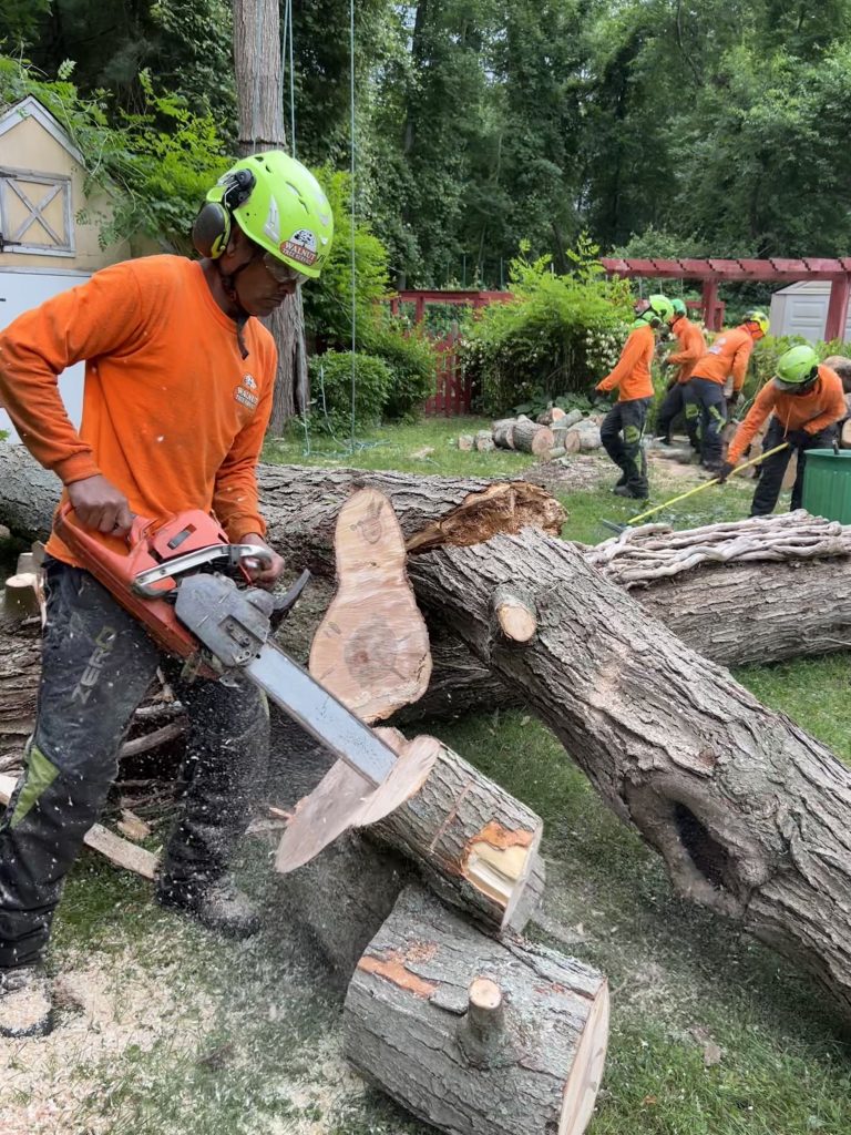 Trees cut down