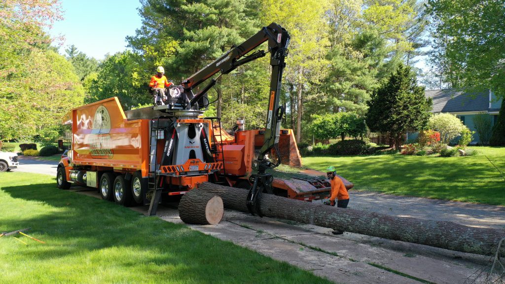 tree log cut