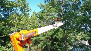 man going to cut tree