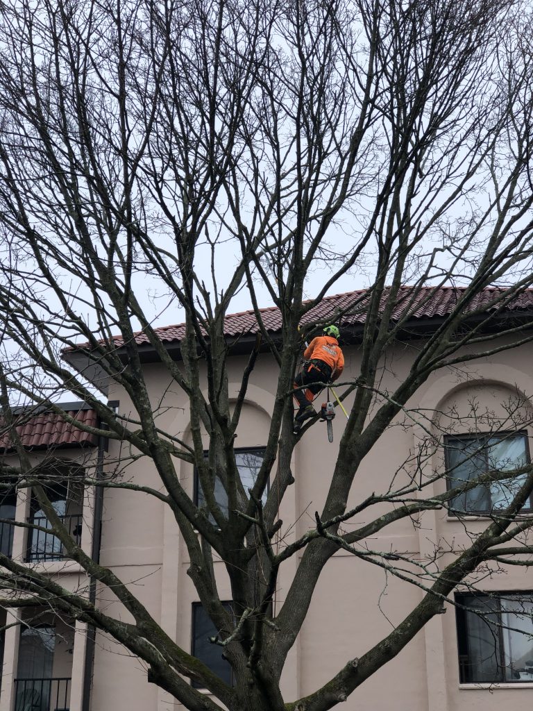 Tree Pruning
