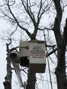 Crane assisted tree removal