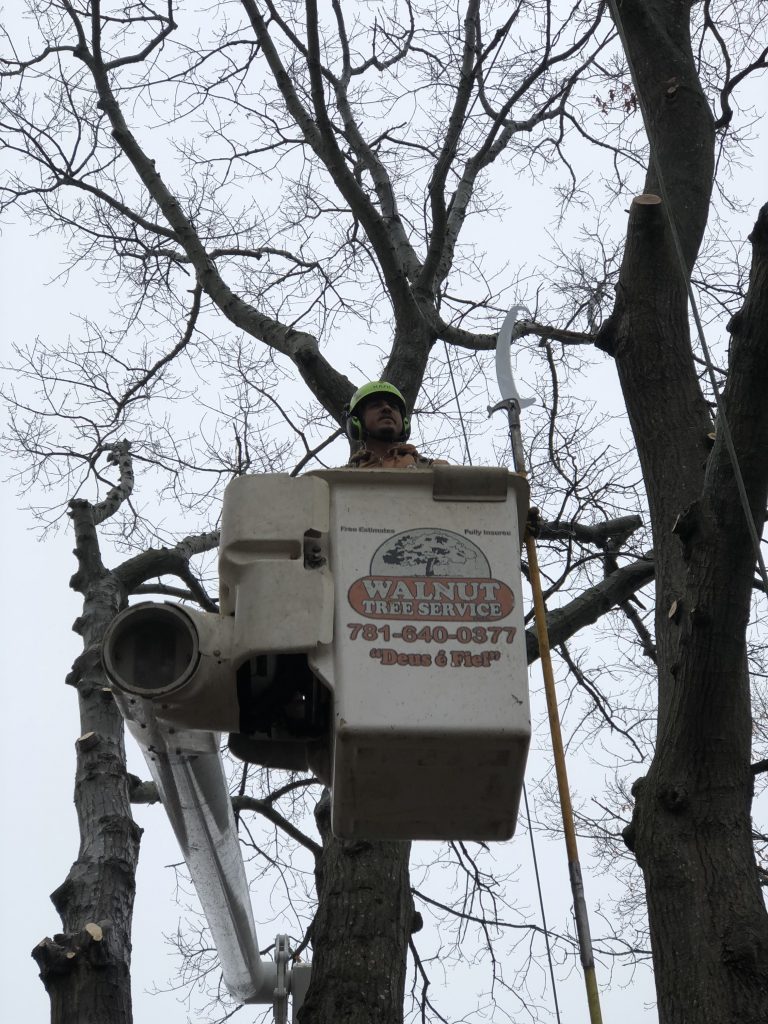 Crane assisted tree removal