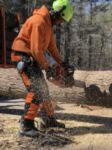Man cutting tree in half