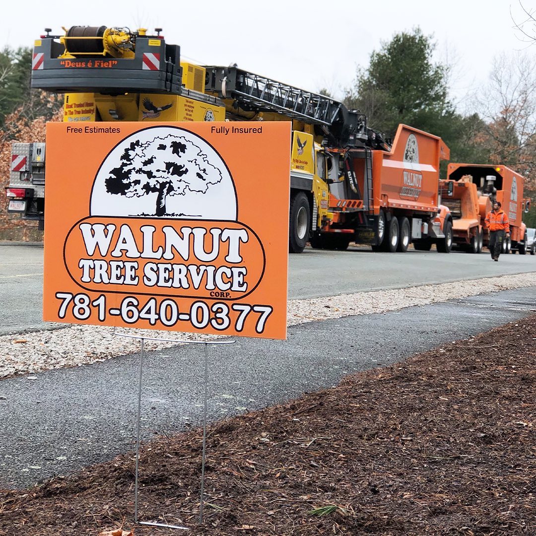 Walnut Tree Sign