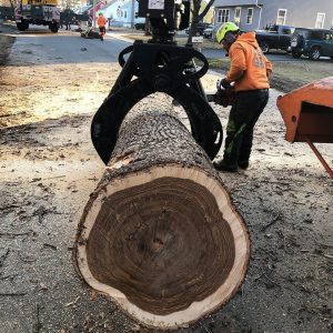 Tree log removal
