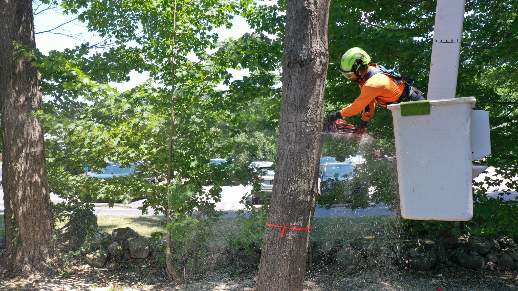 Tree Removal Service in Massachusetts | Walnut Tree Service
