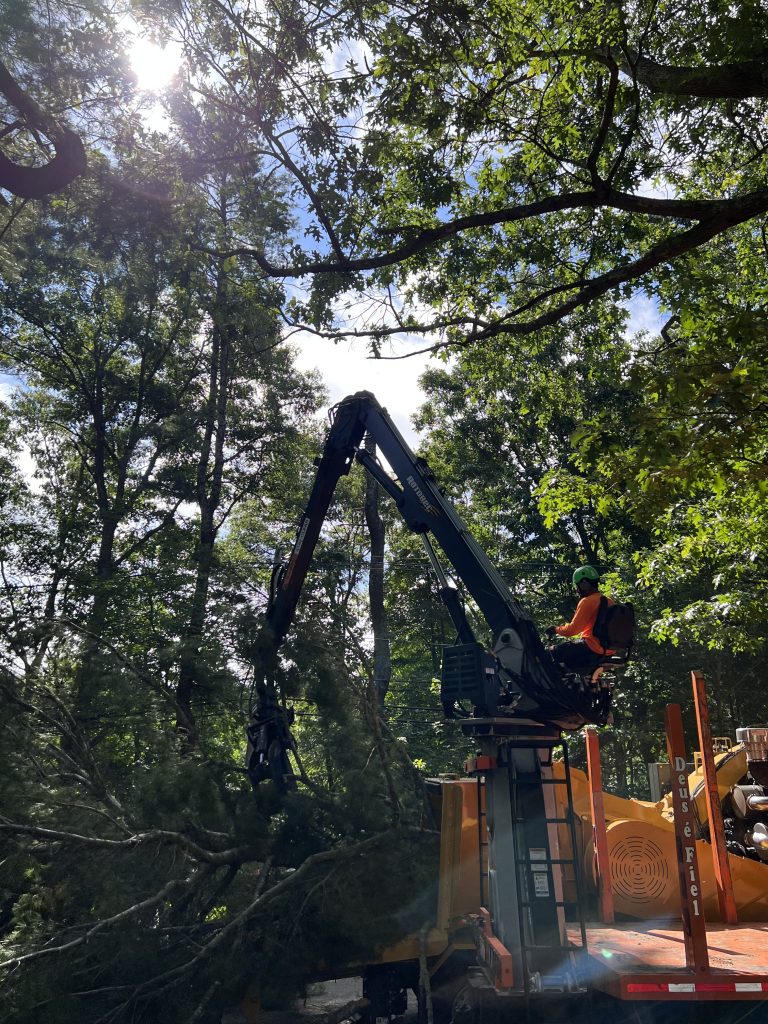 tree removal equipment