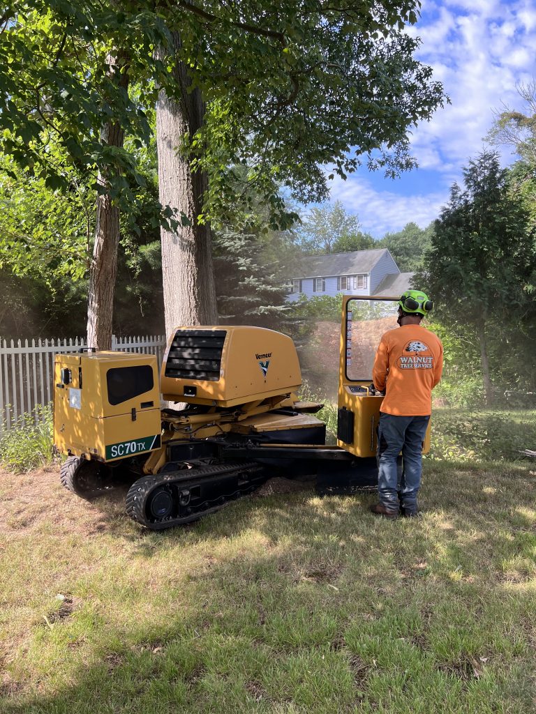 stump grinding in process