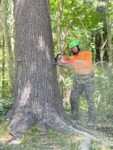 Walnut Tree professional cutting down tree