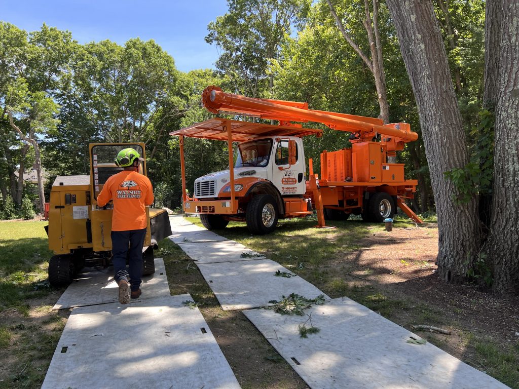 Tree removal equipment