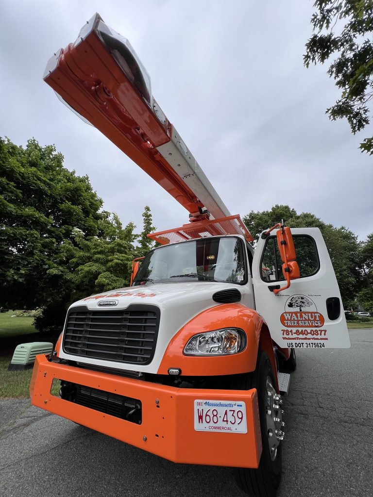 Walnut Tree Truck