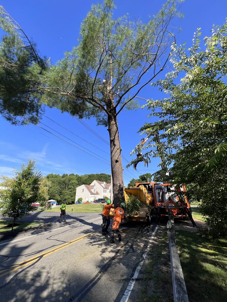 Tree Removal Services in Norton, MA | Walnut Tree Service