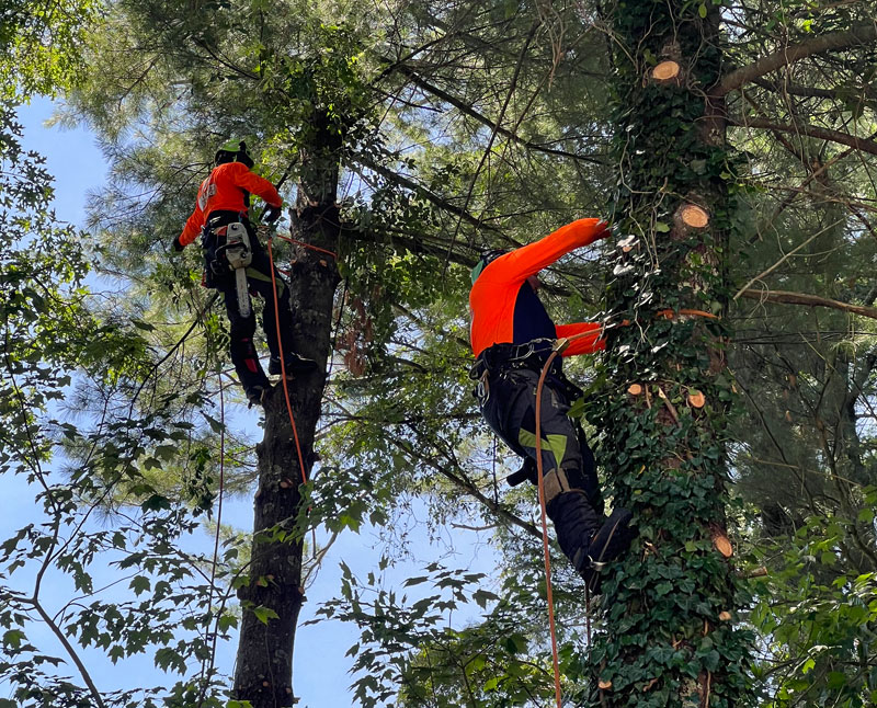 Tree pruning