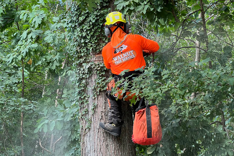 Tree trimming