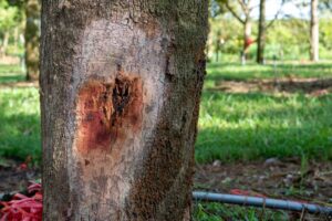 A close up of a tree with visible signs of root disease