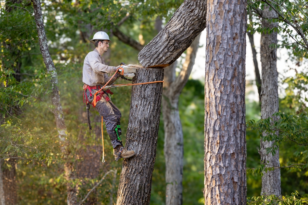 An arborist using a chainsaw and pulley to remove a large tree from a property