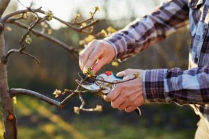 Close up of an arborist pruning a tree branch