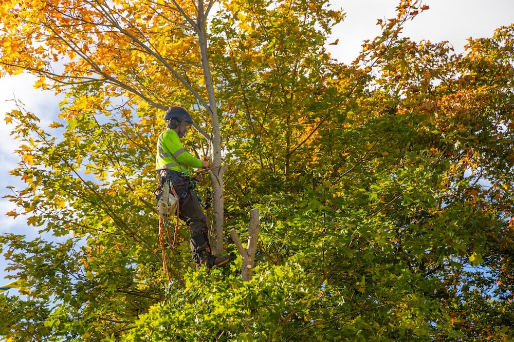 An arborist in high-visibility gear climbing a large tree to perform professional tree trimming and maintenance services for residential property safety.