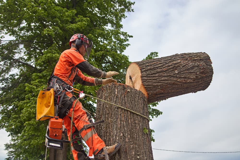 A professional arborist in an orange safety suit using a chainsaw and ropes to guide a large section of a tree trunk during a safe residential tree removal.