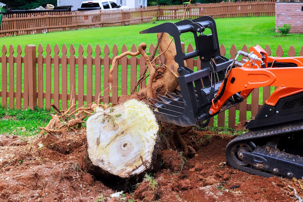 An orange compact track loader with a grapple attachment removing a large tree stump and roots, illustrating professional stump grinding and walnut tree service.