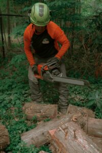 A Walnut Tree Service arborist using a chainsaw to cut a felled tree trunk into smaller logs on the ground.