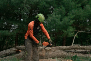 Worker cutting a tree.