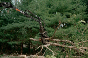 Crane arm picking up tree branch.