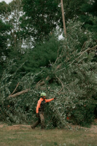 Worker carrying a tree that fell over.
