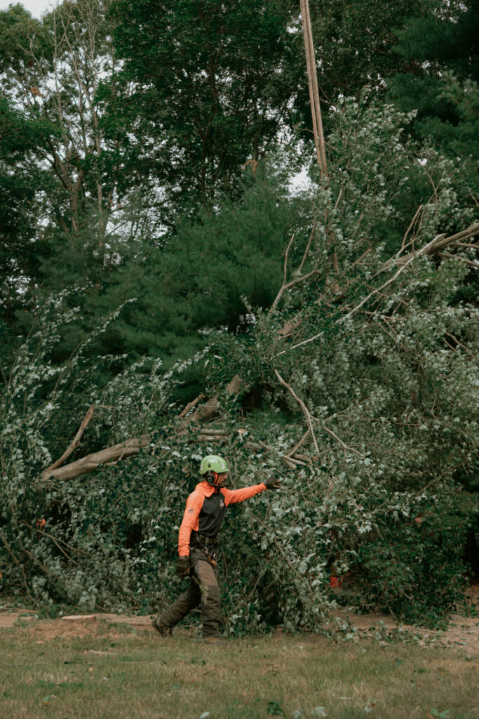 Worker carrying a tree that fell over.