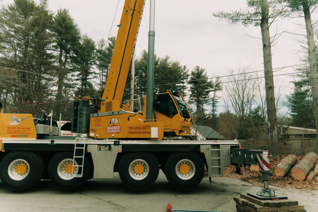 Person operating a crane to remove trees.