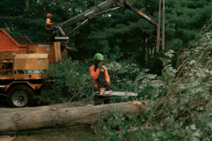 Worker looking at tree that fell down.