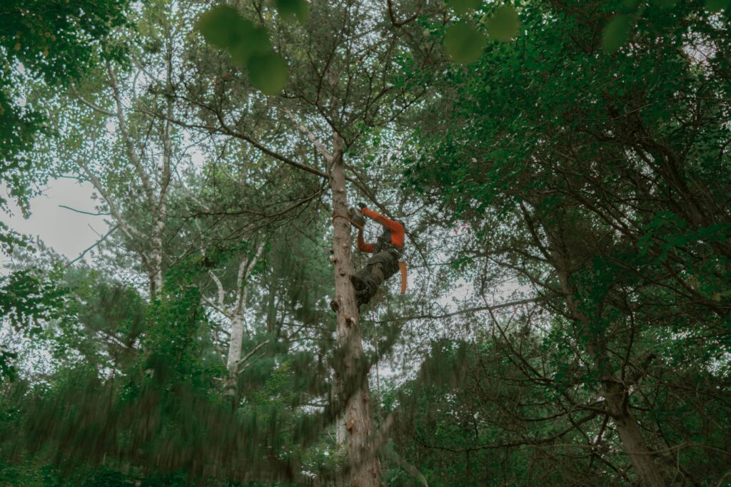 Walnut Tree Service worker pruning a tree