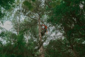 Walnut Tree Service worker pruning a tree