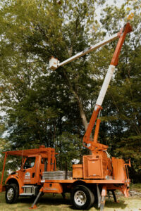 Workers in the process of trimming down a tree.