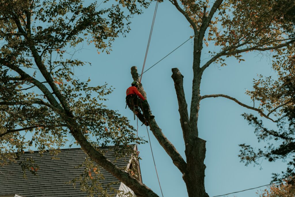 Professional tree trimmer hanging in the air trimming a tree.