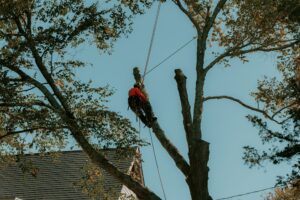 Professional tree trimmer hanging in the air trimming a tree.