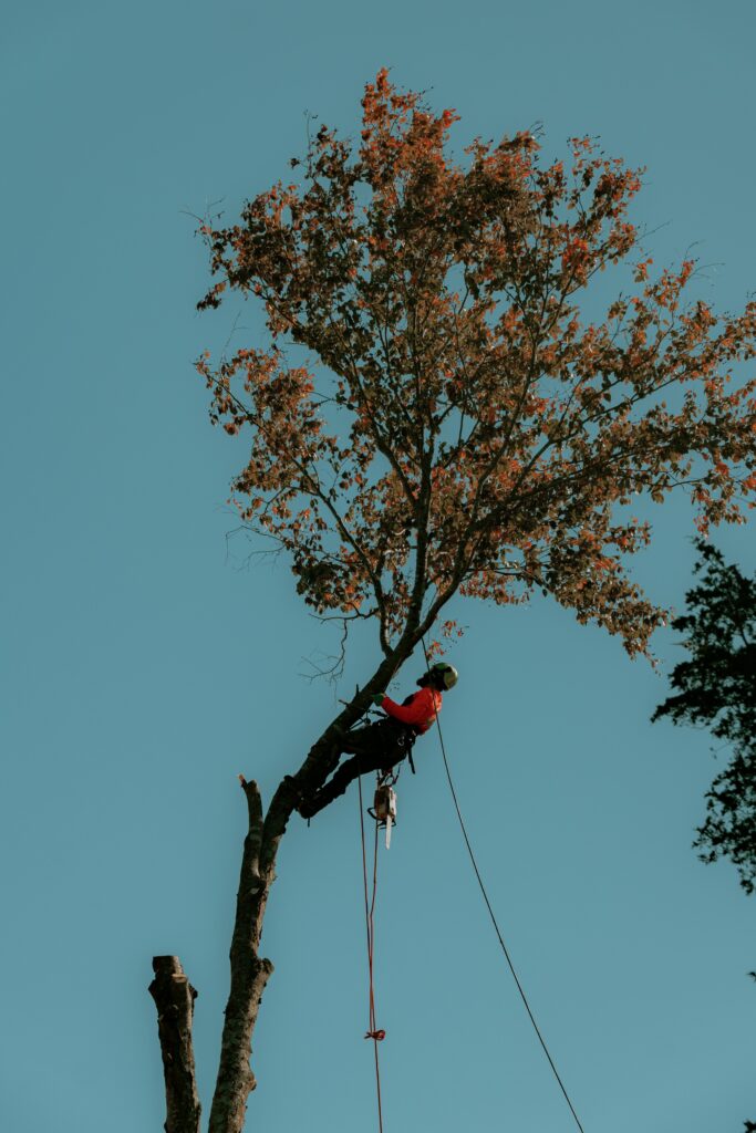 Worker pruning trees.