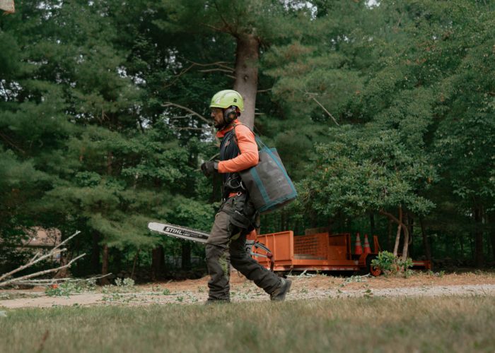 Tree Removal Services